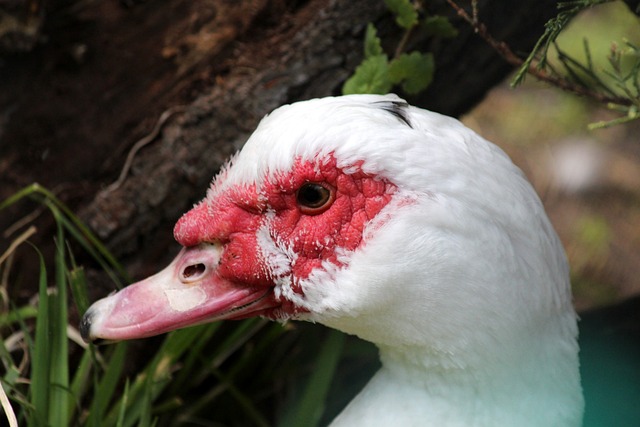 好市多25元竹製浴室墊 解決潮濕、發黴問題.