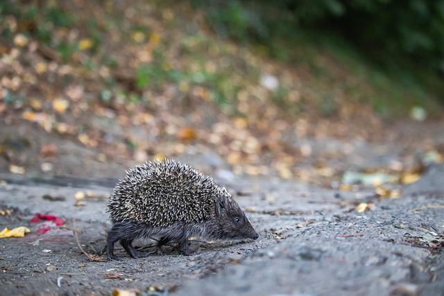 甚至以一己 甚至以一己